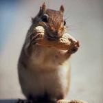 Mammals 0010