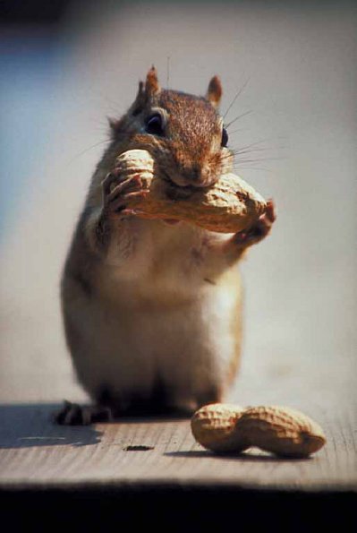 Mammals 0010