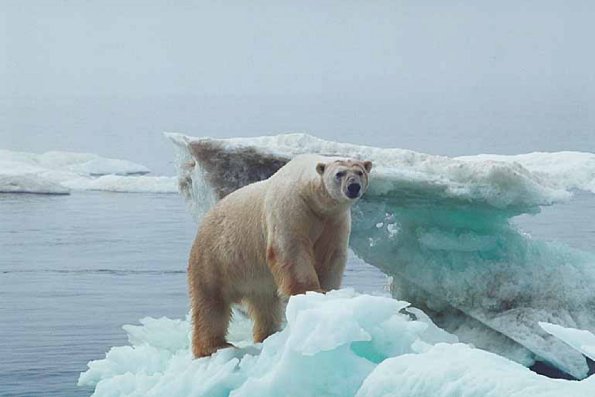 Mammals 0012