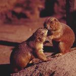 Mammals 0025