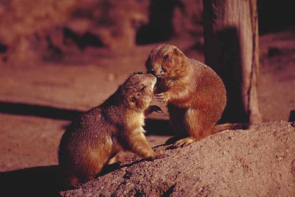 Mammals 0025