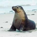 Mammals 002