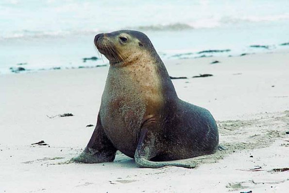 Mammals 002