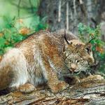 Mammals 0036