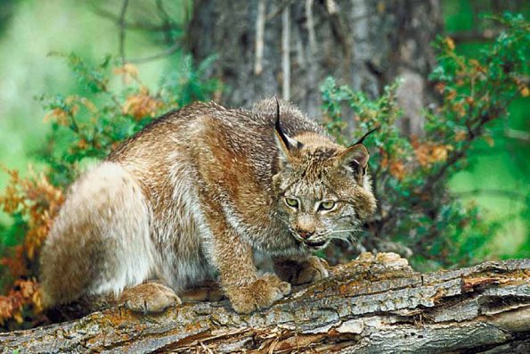 Mammals 0036