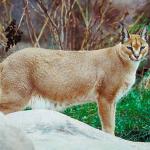 Mammals 0037