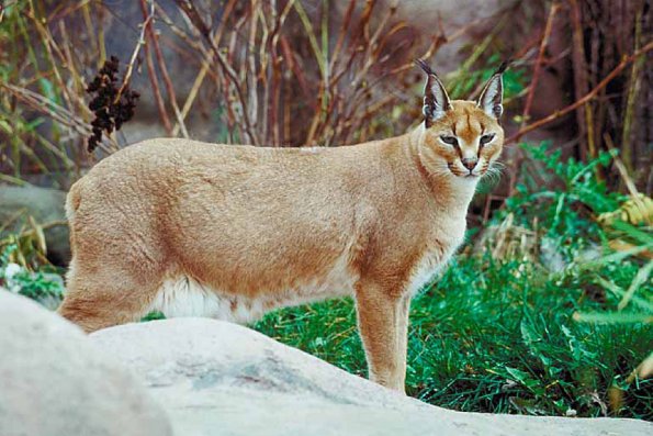 Mammals 0037