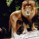 Mammals 0039