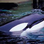 Mammals 0046