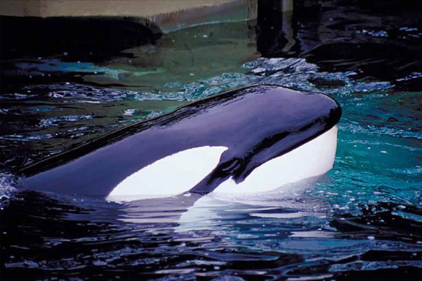 Mammals 0046