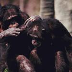 Mammals 0051