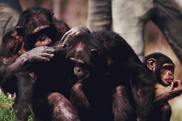 Mammals 0051