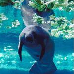 Mammals 0059