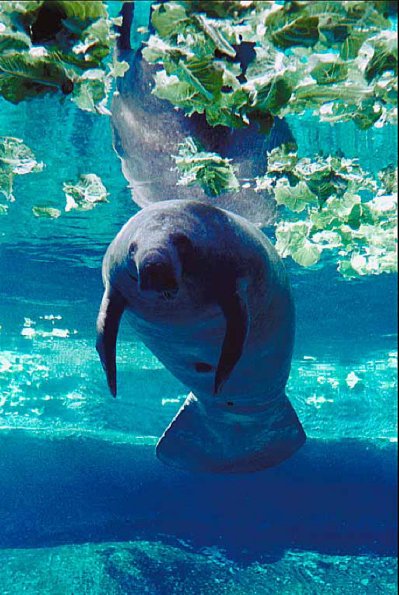 Mammals 0059