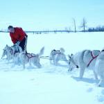 Man harnessing sled dogs in snowy field
