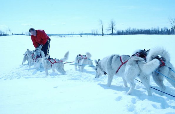 Man harnessing sled dogs in snowy field