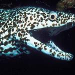 Marine Life 001701