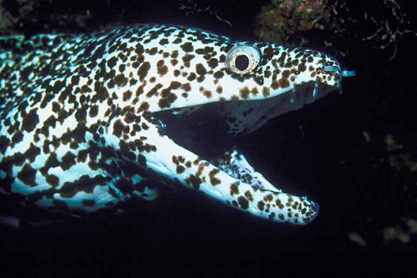 Marine Life 001701