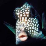 Marine Life 002101