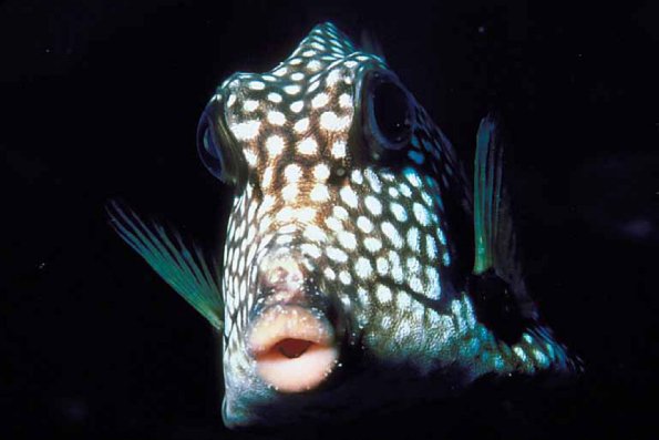 Marine Life 002101