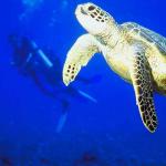 Marine Life 002801