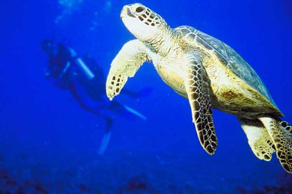 Marine Life 002801