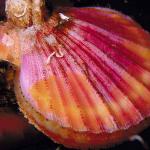 Marine Life 003101