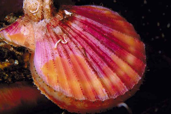 Marine Life 003101