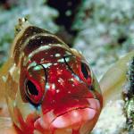 Marine Life 004