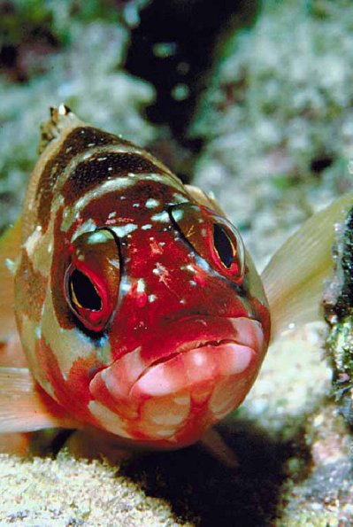 Marine Life 004
