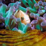 Marine Life 008