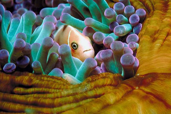 Marine Life 008