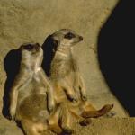 Marsupials