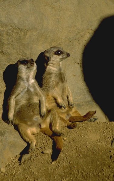 Marsupials