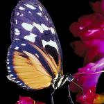 Monarch butterfly 6 uid 1008558