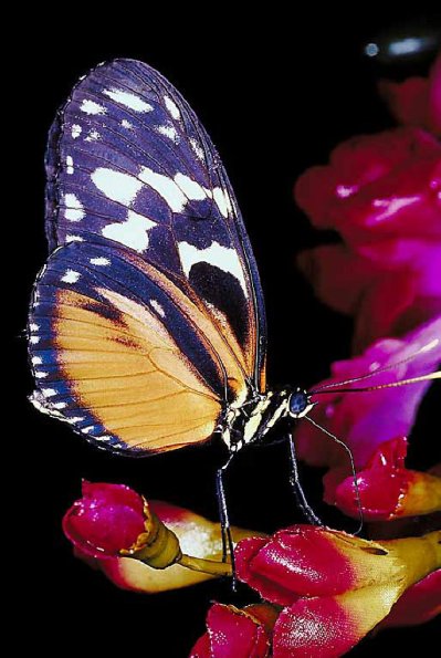 Monarch butterfly 6 uid 1008558