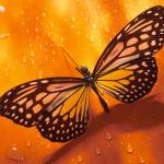 Monarch butterfly on orange background uid 1175950