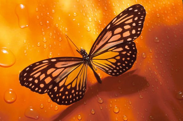 Monarch butterfly on orange background uid 1175950