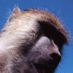 Monkey against blue sky uid 1276978