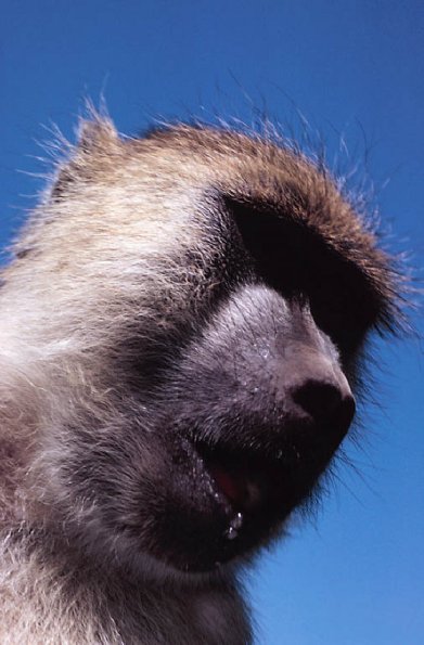 Monkey against blue sky uid 1276978