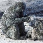 Monkey cleaning baby uid 1012929