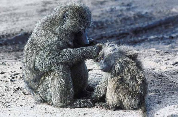 Monkey cleaning baby uid 1012929