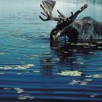 Moose in water uid 1012887