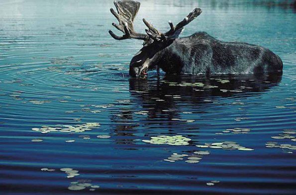 Moose in water uid 1012887