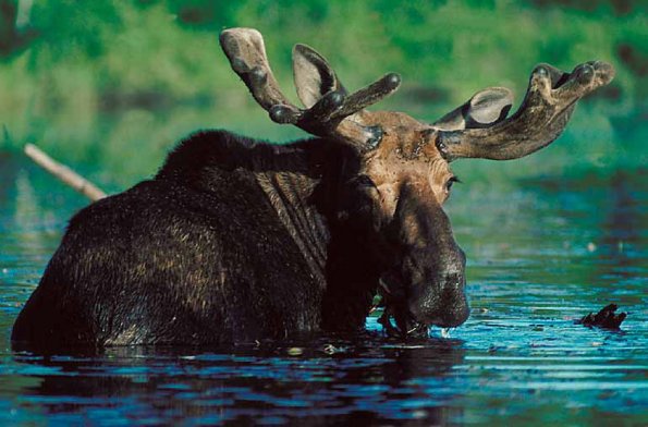 Moose walking in water uid 1012888