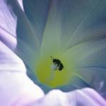 Morning Glory uid 1045175