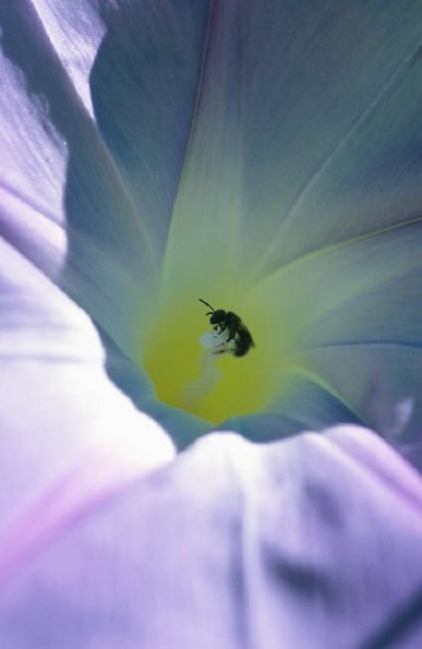 Morning Glory uid 1045175