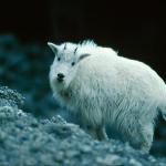Mountain goat on rocky slope  Rockies Mountain Goat uid 1046439