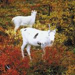 Mountain goats in field uid 1012860