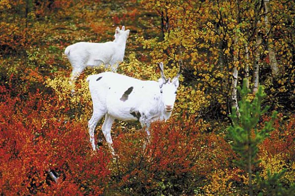 Mountain goats in field uid 1012860